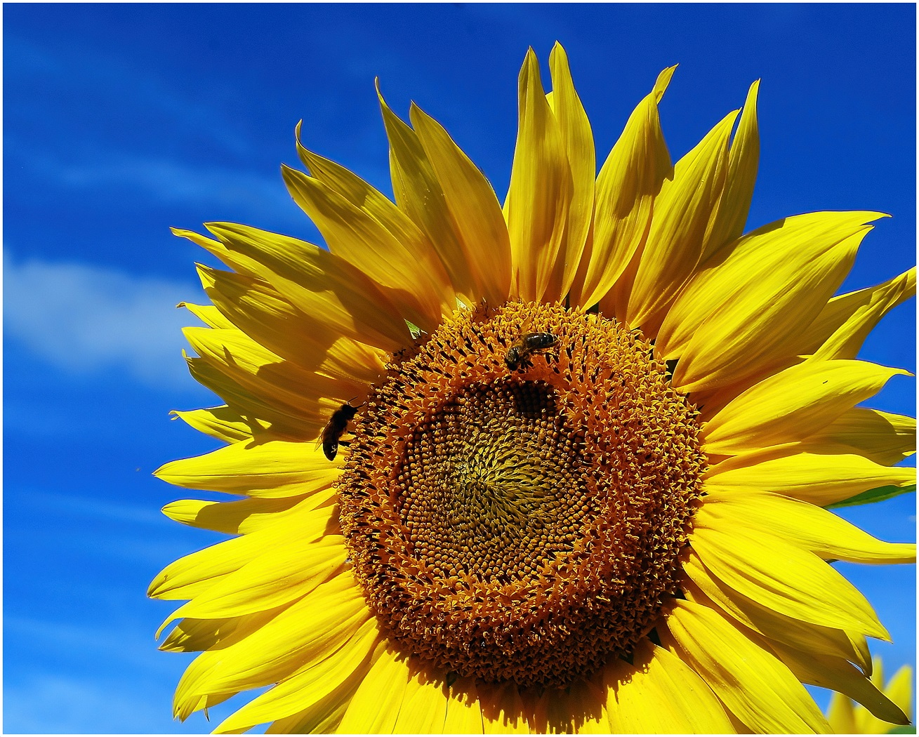 Traditional In Class A By Arthur Meole For Bees On A Sun Flower SEP-2022.jpg